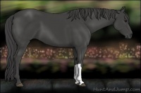 Horse Color:Smoky Black