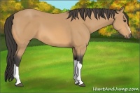 Horse Color:Buckskin 