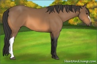 Horse Color:Buckskin 