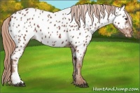 Horse Color:Chestnut Appaloosa