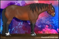 Horse Color:Bay Sabino 