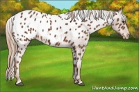 Horse Color:Chestnut Appaloosa 