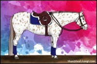 Horse Color:Bay Dun Appaloosa 
