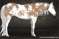Horse Color:White Spotted Silver Buckskin Splash Rabicano