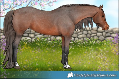 Horse Color:Bay Appaloosa 