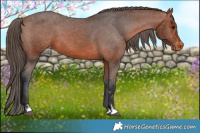 Horse Color:Bay Appaloosa