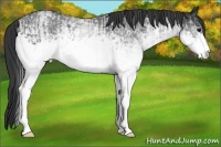 Horse Color:White Spotted Blue Roan Rabicano  and White Spotted Blue Roan Rabicano 