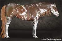 Horse Color:Liver Chestnut Sabino 