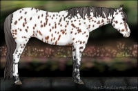 Horse Color:Bay Near Leopard 