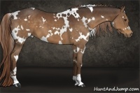 Horse Color:White Spotted Liver Chestnut 