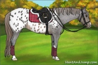 Horse Color:Buckskin Blanket 