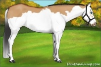 Horse Color:Bay Dun Splash Frame