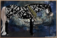 Horse Color:Grullo Splash Appaloosa