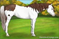 Horse Color:Chestnut Splash 