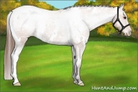 Horse Color:White Spotted Bay Varnish Rabicano 