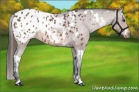 Horse Color:White Spotted Bay Appaloosa 