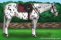 Horse Color:Liver Chestnut Sabino Appaloosa 