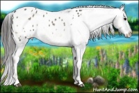 Horse Color:Blue Onyx Appaloosa 