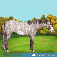 Horse Color:Buckskin Roan Pearl  and Chocolate Brown Roan Frame 