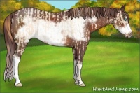 Horse Color:Buckskin Roan Pearl  and Chocolate Bay Roan Frame 