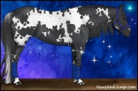 Horse Color:White Spotted Black