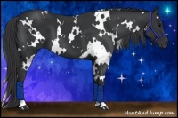 Horse Color:White Spotted Black