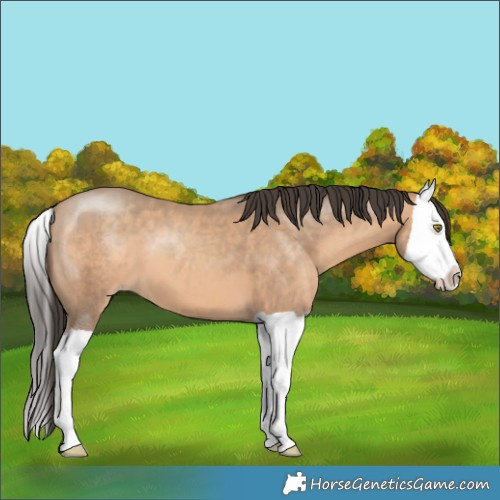 Horse Color:Amber Champagne Splash 