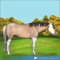Horse Color:Amber Champagne Splash 