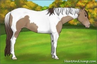 Horse Color:Classic Champagne Tobiano
