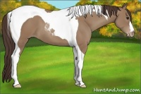 Horse Color:Classic Champagne Tobiano