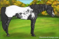 Horse Color:Black Appaloosa 