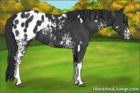 Horse Color:White Spotted Black Blanket 
