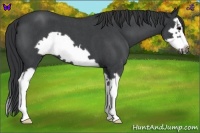 Horse Color:Blue Roan Splash Frame 