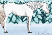 Horse Color:Chestnut Appaloosa