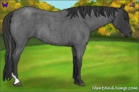Horse Color:Smoky Blue Roan Tobiano 