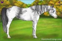 Horse Color:White Spotted Blue Roan Splash 