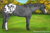 Horse Color:Black Appaloosa