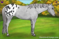 Horse Color:Black Appaloosa