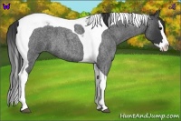 Horse Color:Blue Roan Splash Tobiano 