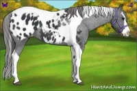 Horse Color:Black Splash Tobiano Appaloosa 