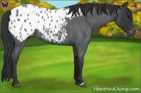 Horse Color:Blue Roan Appaloosa Rabicano