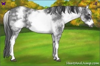 Horse Color:White Spotted Blue Roan Splash Frame
