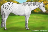Horse Color:White Spotted Black Appaloosa