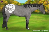 Horse Color:Blue Roan Appaloosa