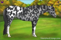 Horse Color:Black Appaloosa