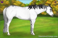Horse Color:White Spotted Blue Roan Splash Frame