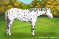 Horse Color:Blue Roan Splash Appaloosa 
