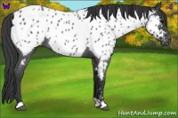 Horse Color:Blue Roan Near Leopard Rabicano