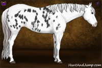 Horse Color:Black Tobiano Appaloosa 
