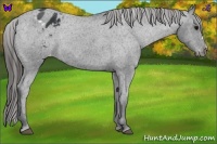 Horse Color:Black Appaloosa Rabicano 